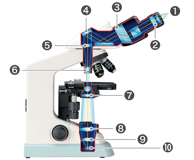 顕微鏡の光学系｜Eclipse E100｜オンラインガイド｜株式会社ニコン