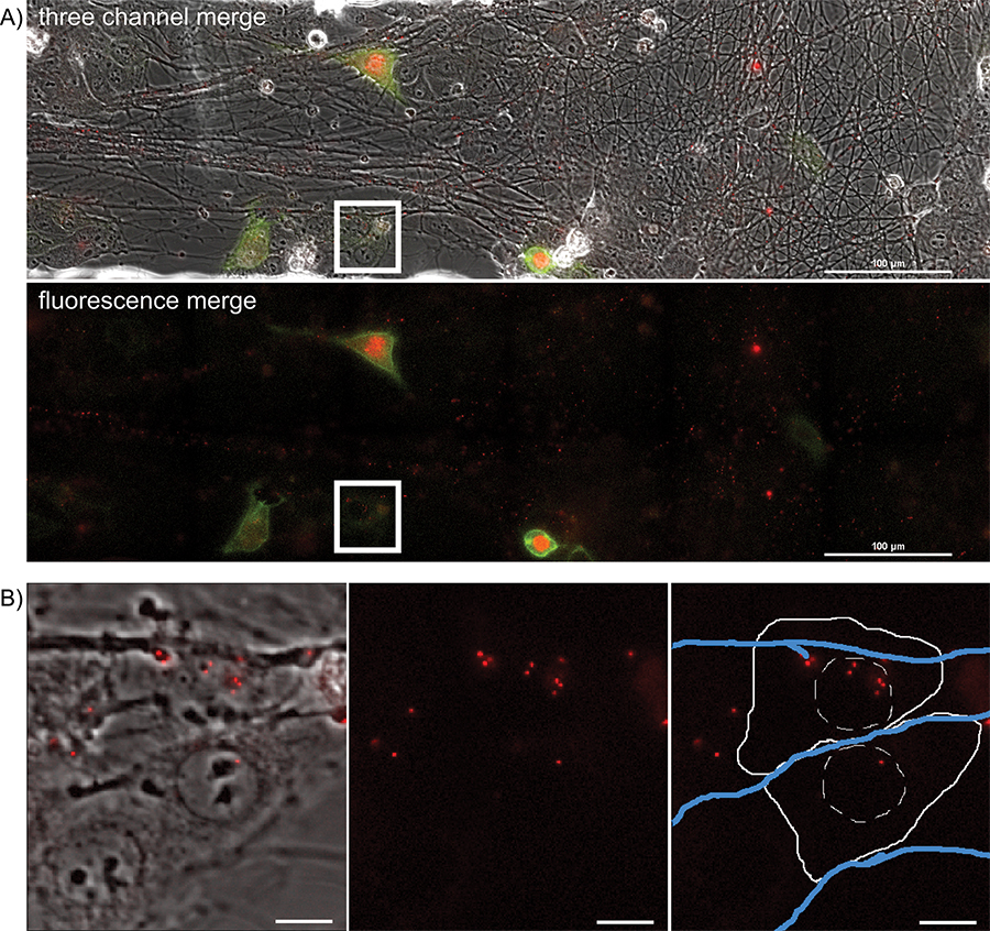 Studying Virus Replication with Fluorescence Microscopy